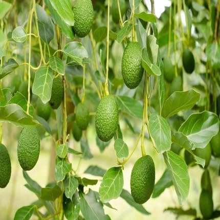 Avacado Fruit - Heirloom, Non - Gmo Seeds