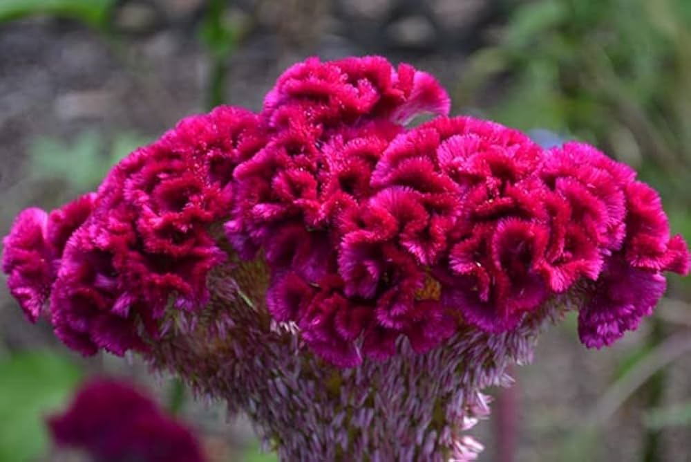 Celosia Crested Cockscomb Mix Seeds ( , Easy-to-Grow Flowers)