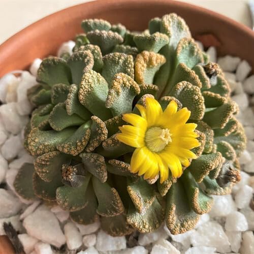 Yellow Titanopsis Flower