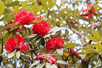 Heirloom Red Rhododendron Flower Seeds, Non-GMO Vibrant Blooms for Planting
