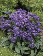 Purple Heliotrope Flower Heirloom Non Gmo Image