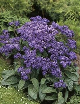 Purple Heliotrope Flower Heirloom Non Gmo Image