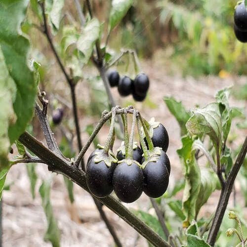 Black Solanum Fruit - Heirloom, Non - Gmo Seeds