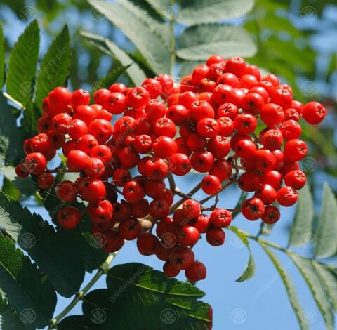Red Sorbus Sibirica Fruit - Heirloom, Non - Gmo Seeds