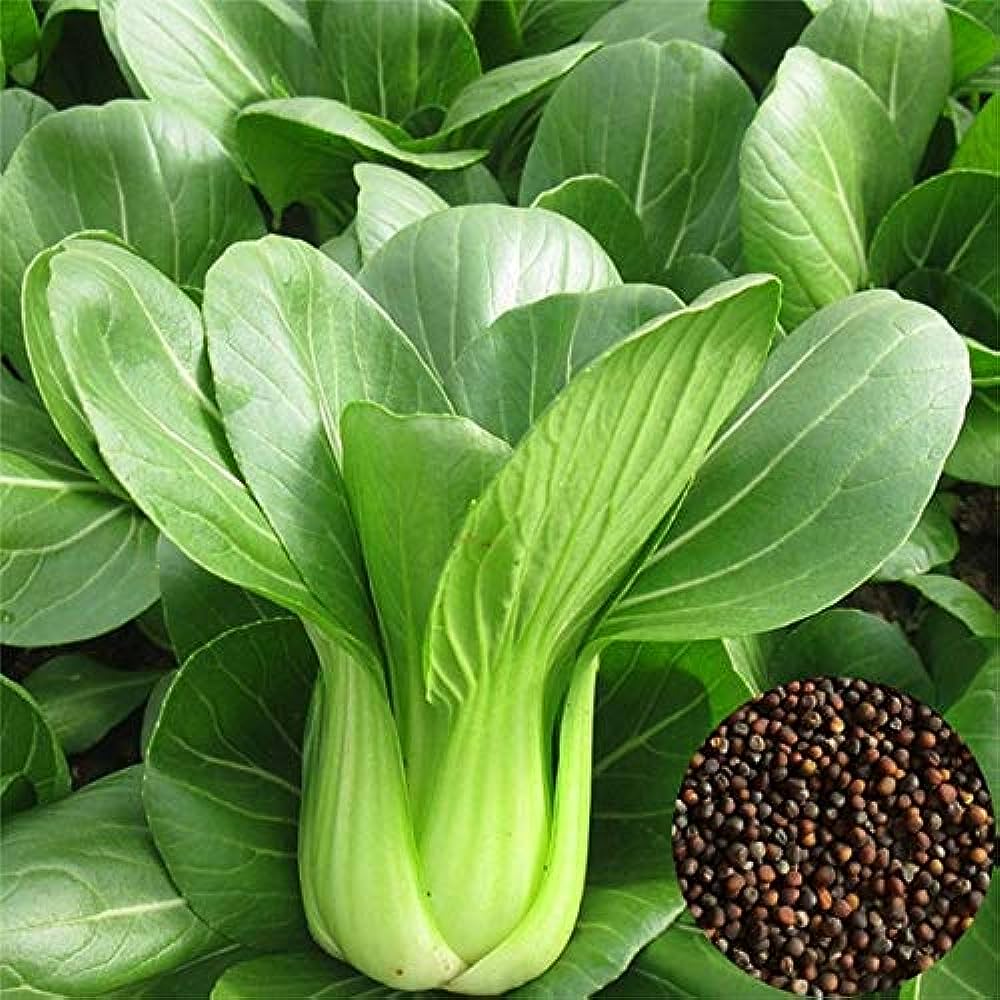 Pak Choy Vegetable Seeds for Planting