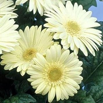 White Gerbera Vanilla Flower Seeds – Heirloom, Non-GMO Flower Seeds for Planting seeds for planting in home garden