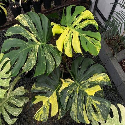 Green Yellow Monstera - Heirloom, Non - Gmo Seeds
