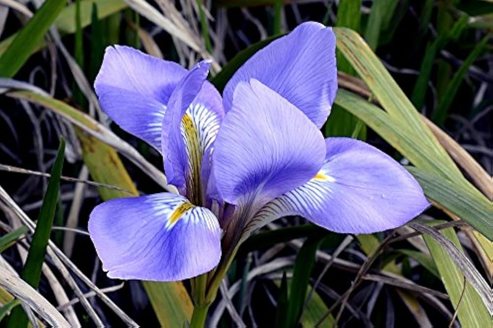 Iris Iris Germanica Rose Flower Seeds for Planting – Suitable for Backyard Gardening and Cottage-Style Gardens