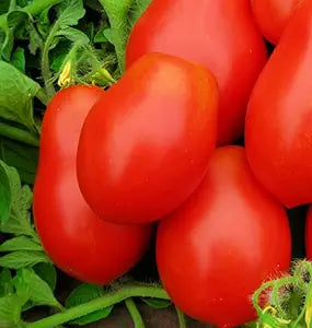 Tomato Domashniy Raznosol Solanum lycopersicum vegetable seeds for planting in kitchen garden