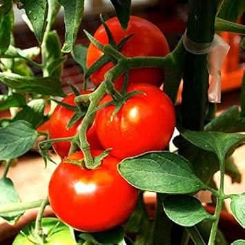 Tomato Seeds for Planting, Red
