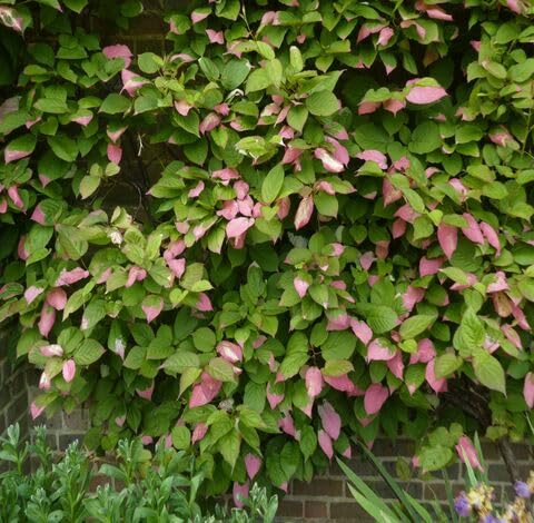 Green Pink Actinidia Kolomikta - Heirloom, Non - Gmo Seeds