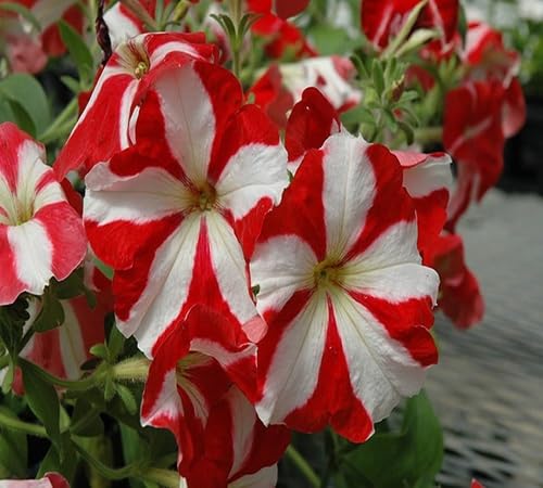 White Red Petunia Flower - Heirloom, Non - Gmo Seeds