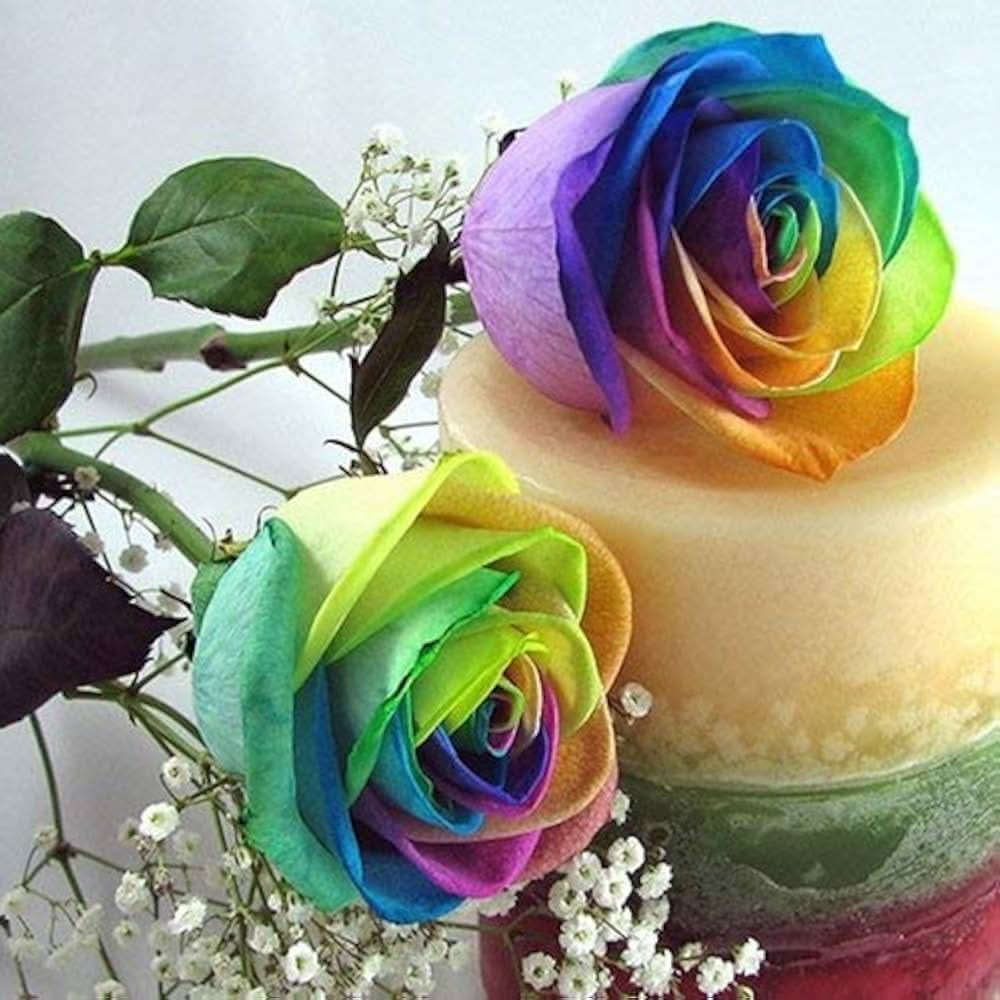 Rainbow Rose Rosa hybrida Burgundy Flower Seeds for home garden and decorative use