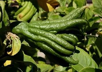 Bergamot Vegetable Seeds for Planting