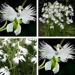 Japanese Egret White Orchid Flower Seeds for Garden Planting - NON GMO Seeds Dhara Seeds