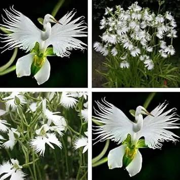 Japanese Egret White Orchid Flower Seeds for Garden Planting - NON GMO Seeds Dhara Seeds