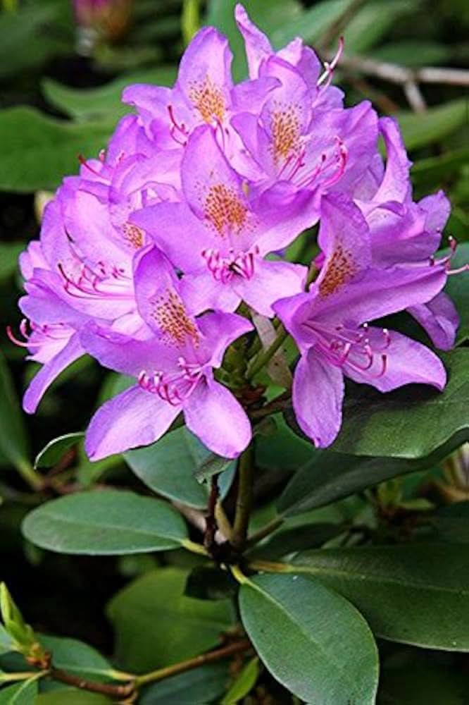 Azalea Rhododendron Simsii Flower Seeds for Planting in Backyard Gardening and Shaded Borders