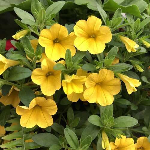 Yellow Calibrachoa Flower - Heirloom, Non - Gmo Seeds