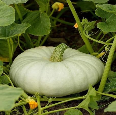 White Pumpkin - Heirloom, Non - Gmo Seeds