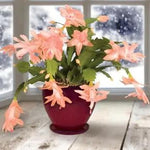 Peach Schlumbergera Flower Planting Seeds for Garden NON GMO Seeds Dhara Seeds