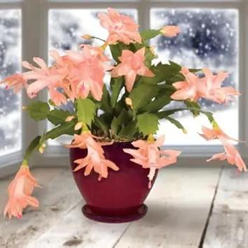 Peach Schlumbergera Flower Planting Seeds for Garden NON GMO Seeds Dhara Seeds
