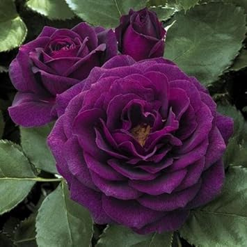 Purple Dragon Rose Plant Seeds for Planting Non-GMO Heirloom Garden Seeds for Growing seeds for planting in home garden