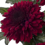 maroon-red-chrysanthemum-bloom-seeds-for-garden

