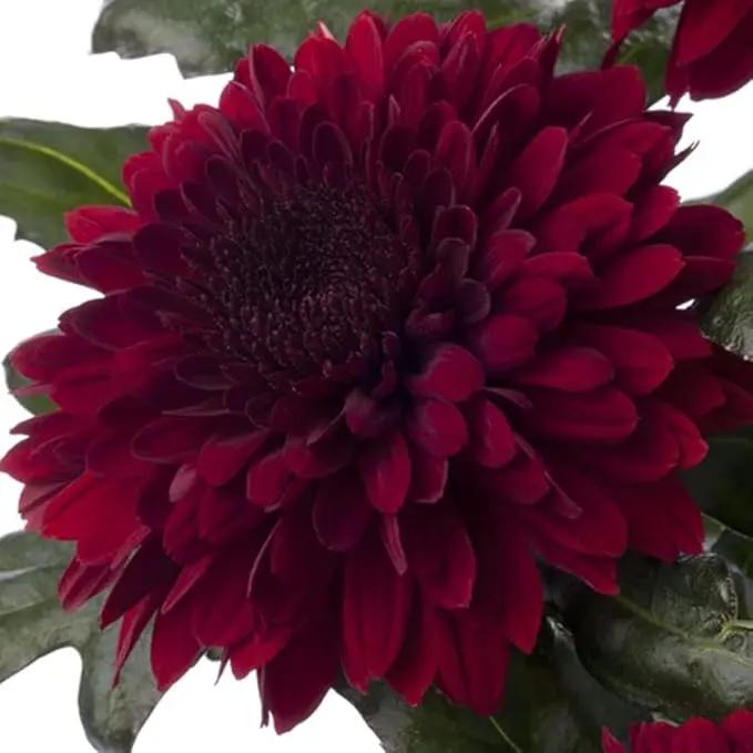 maroon-red-chrysanthemum-bloom-seeds-for-garden

