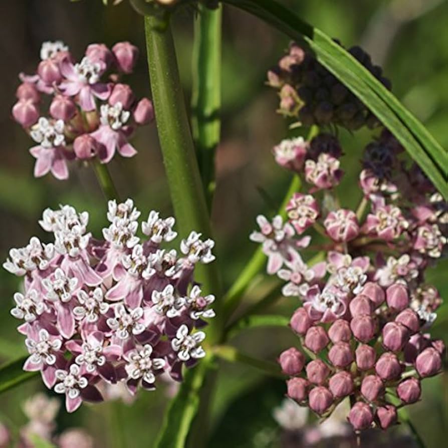 Milkweed Asclepias Fascicularis Narrowleaf Flower Seeds for Planting – Ideal for Pollinator Gardens and Wildflower Areas