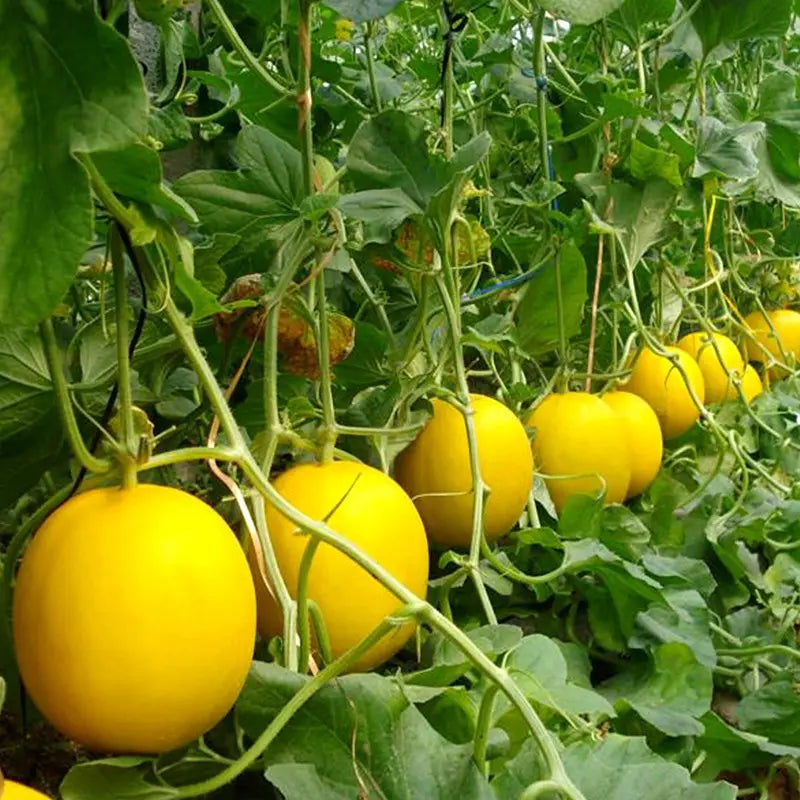 Yellow Melon Fruit Seeds - Sweet and Refreshing Melon for Your Garden