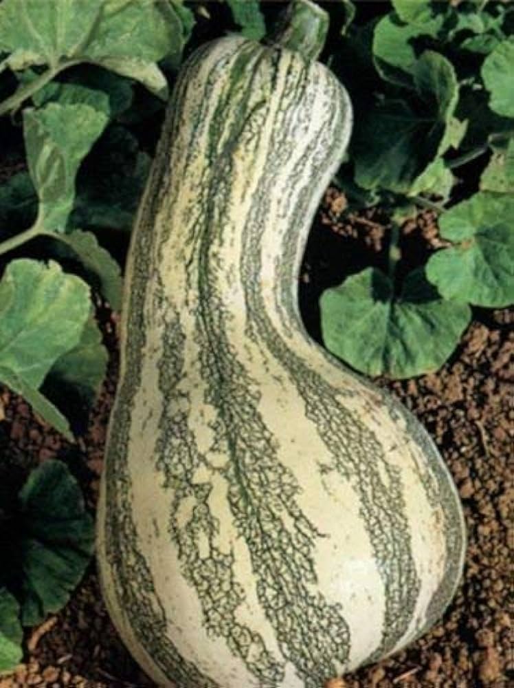 Cushaw Green Striped Pumpkin Seeds Heirloom Non-GMO