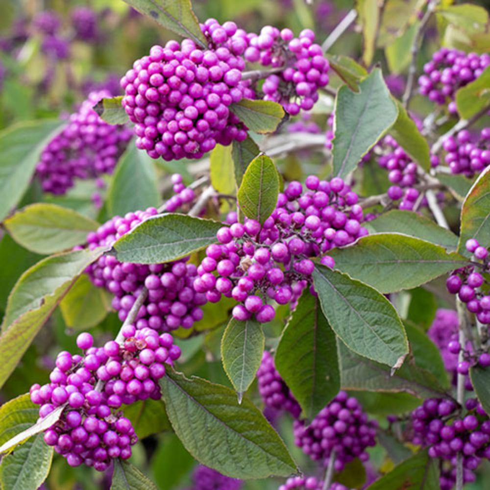 Purple Callicarpa or Beautyberry Bush Fruit Seeds for Planting - Vibrant Berry Seeds for Beautiful Gardens