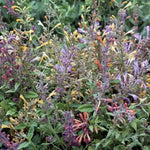 Fragrant Carpet Hummingbird Mint Seeds Scented Agastache Pollinator Blend High Germination Garden Seeds heirloom non-gmo seeds