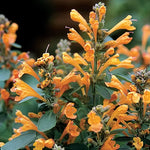 Arizona Sandstone Hummingbird Mint Seeds Warm Earth-Tone Agastache High Germination Garden Seeds heirloom non-gmo seeds