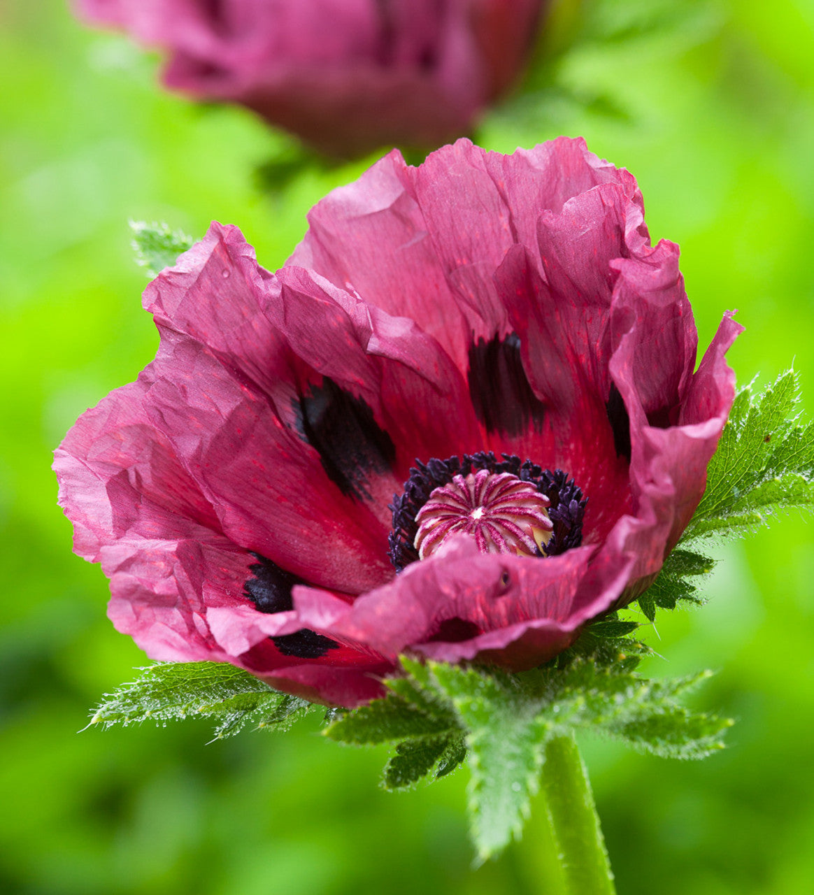 Papaver orientale Roots - Patty's Plum