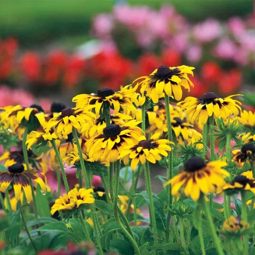 Kelvedon Star Rudbeckia Seeds Star-Pattern Yellow Rudbeckia Blooms High Germination Garden Seeds heirloom non-gmo seeds
