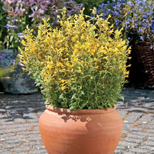 Arizona Sun Hummingbird Mint Seeds Bright Golden-Red Agastache High Germination Garden Seeds heirloom non-gmo seeds