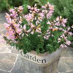 Sunset Hummingbird Mint Seeds Orange-Pink Agastache Variety High Germination Garden Seeds heirloom non-gmo seeds