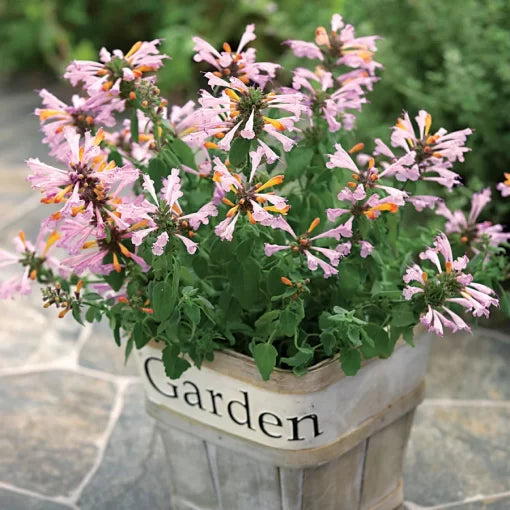 Sunset Hummingbird Mint Seeds Orange-Pink Agastache Variety High Germination Garden Seeds heirloom non-gmo seeds