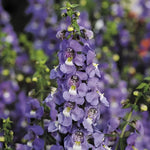 Blue Serena Angelonia Seeds Tall Deep Blue Summer Snapdragons High Germination Garden Seeds heirloom non-gmo seeds