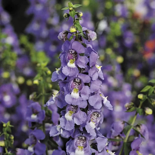 Blue Serena Angelonia Seeds Tall Deep Blue Summer Snapdragons High Germination Garden Seeds heirloom non-gmo seeds