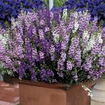 Angelonia Seeds Serena Colorful Summer Snapdragon Flowers High Germination Garden Seeds heirloom non-gmo seeds