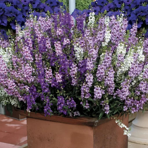 Angelonia Seeds Serena Colorful Summer Snapdragon Flowers High Germination Garden Seeds heirloom non-gmo seeds