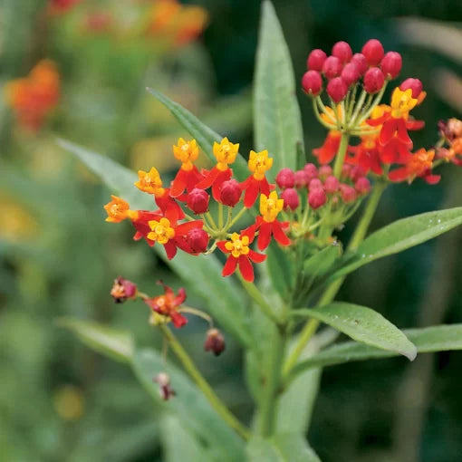 Tropical Butterfly Weed Seeds Monarch Attracting Asclepias Variety High Germination Garden Seeds heirloom non-gmo seeds