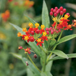 Tropical Butterfly Weed Seeds Monarch Attracting Asclepias Variety High Germination Garden Seeds heirloom non-gmo seeds