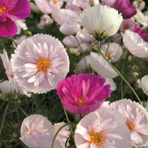Cupcakes and Saucers Cosmos Seeds Fancy Bicolor Cosmos Blooms High Germination Garden Seeds heirloom non-gmo seeds