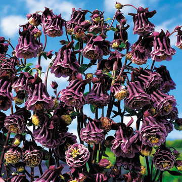 Double Pleat Blackberry Columbine Seeds Blackberry-Toned Columbine High Germination Garden Seeds heirloom non-gmo seeds