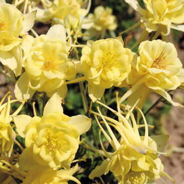 Sunshine Columbine Seeds Bright Yellow Aquilegia Cottage Flowers High Germination Garden Seeds heirloom non-gmo seeds
