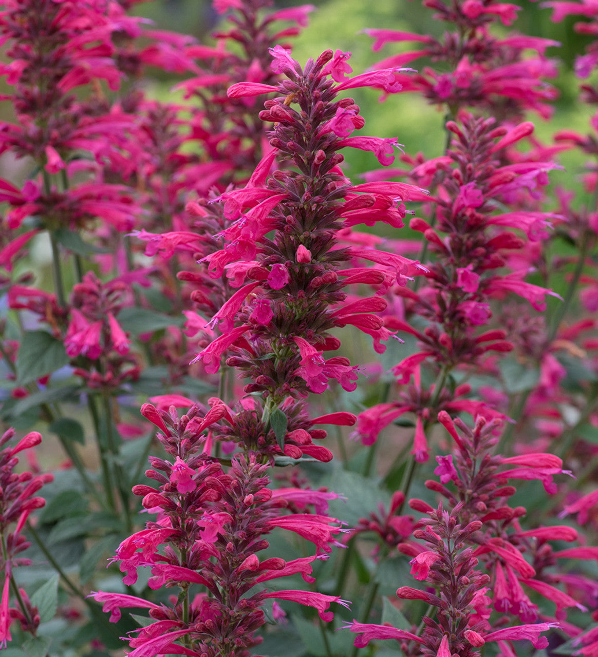 Agastache Morello Seeds