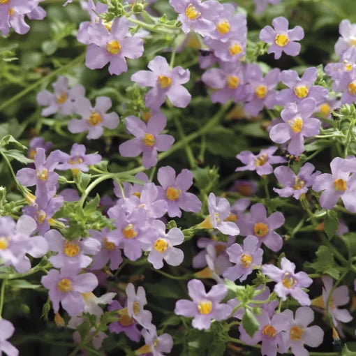 Blutopia Bacopa Seeds Cascading Blue Bacopa Flowers High Germination Garden Seeds heirloom non-gmo seeds